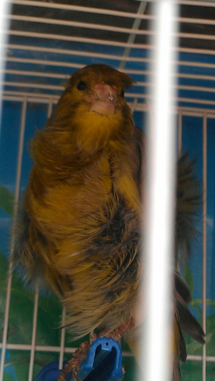 canary