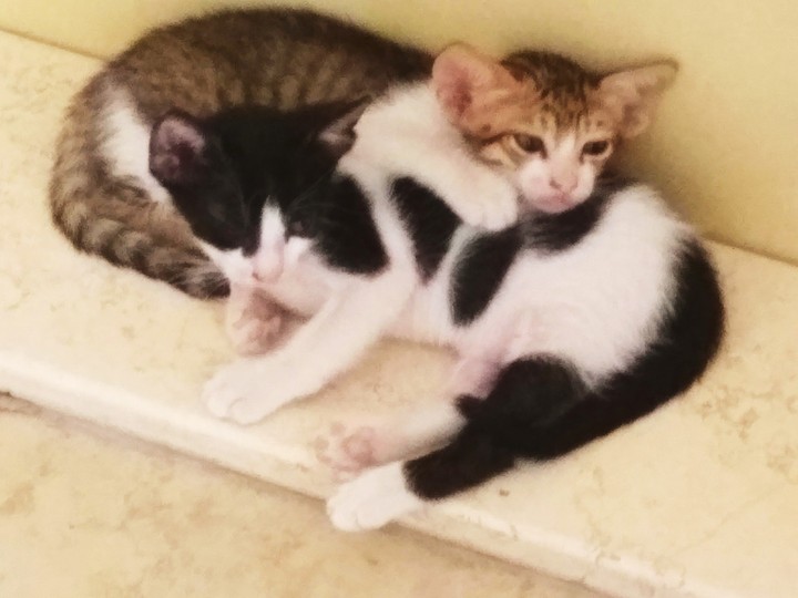 kitties...
