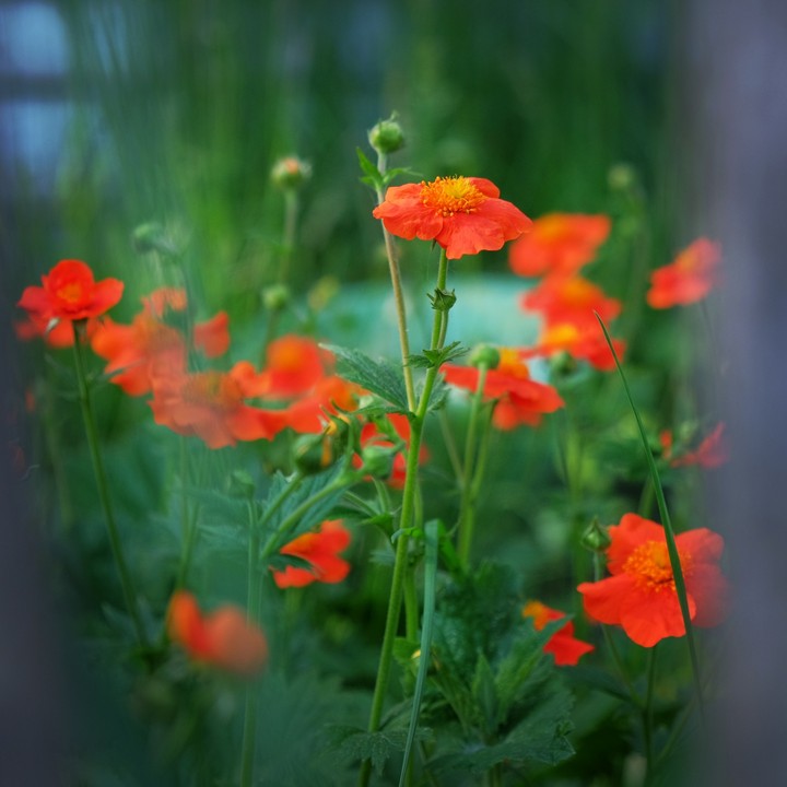 poppy