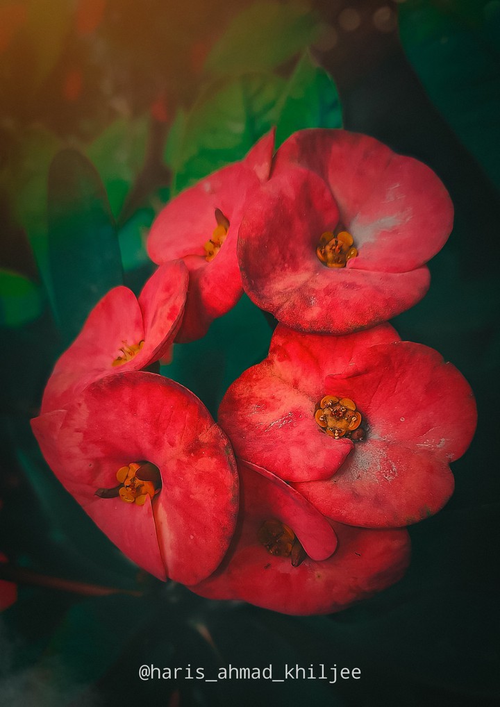 Plant