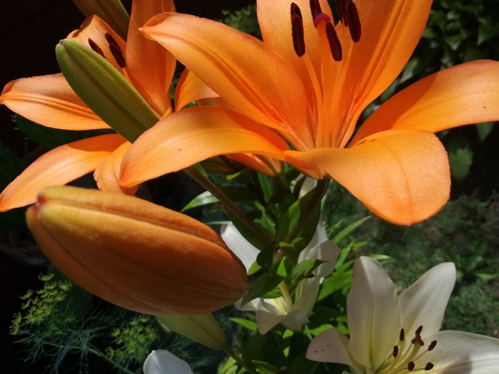 my flower in the garden