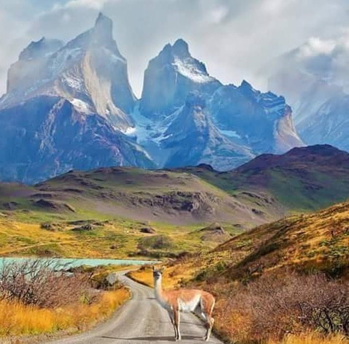 Guanaco en Torres del Paine