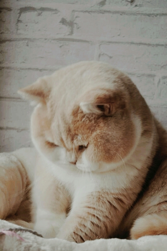 chubby & cute kitten ?