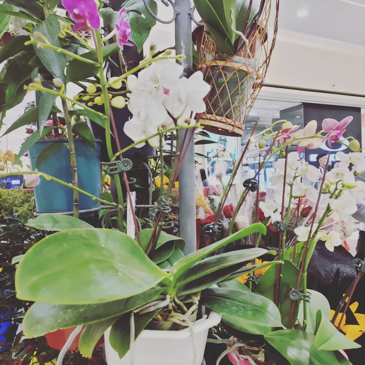 flowers