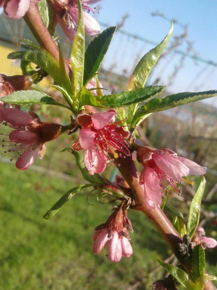 good spring weather