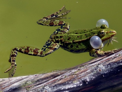 amphibians, frog Hintergrundbilder