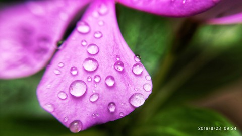 pink flower with water droplets
