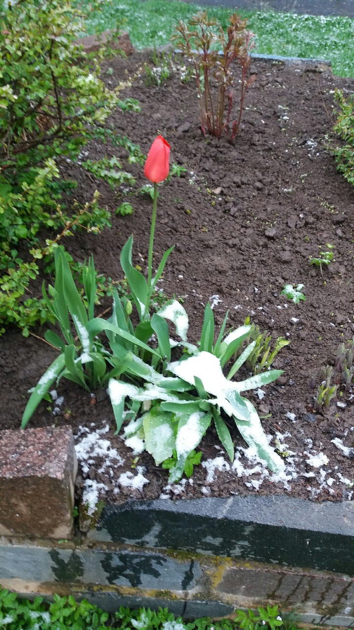 Tulip in the snow