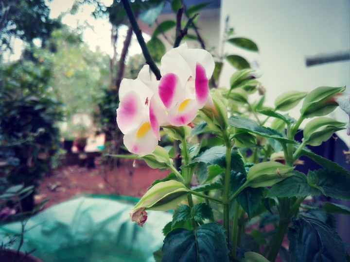 morning mist