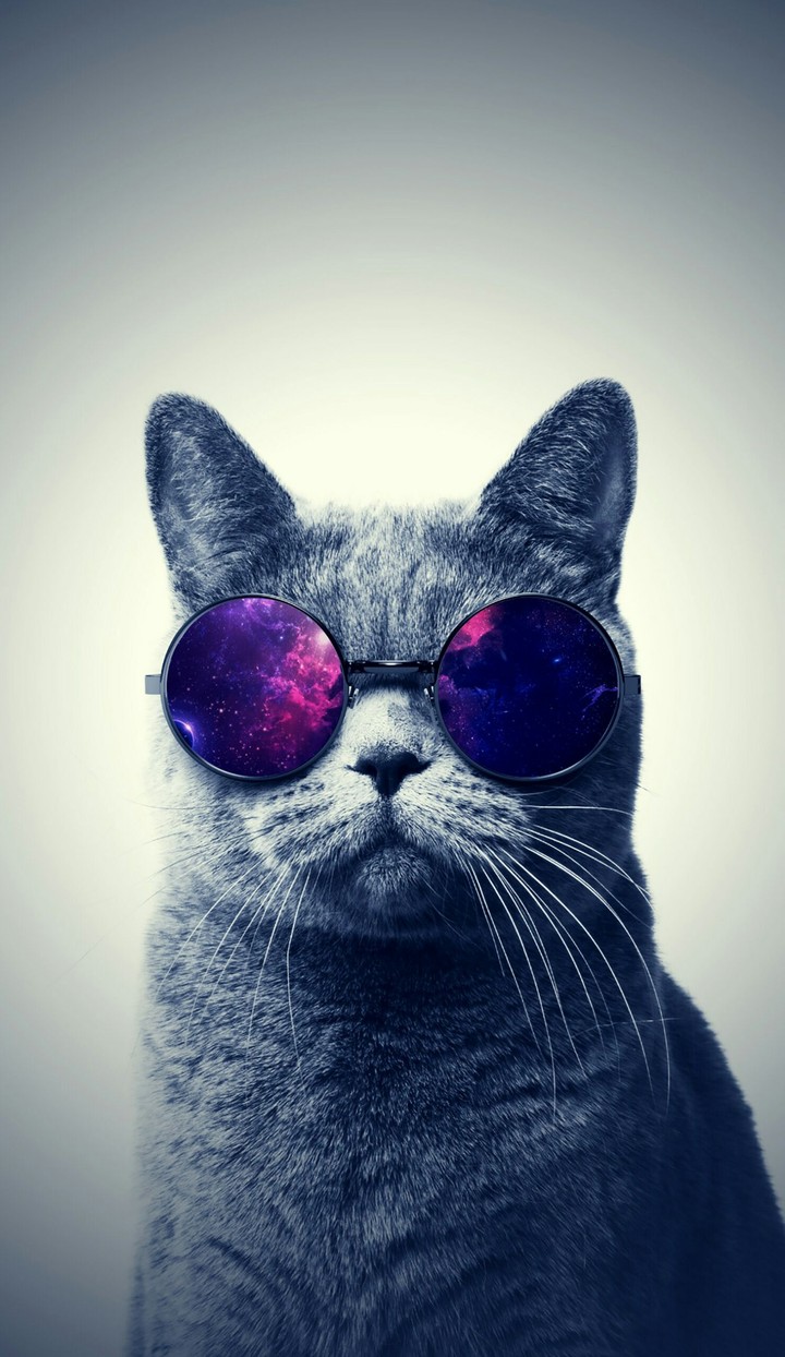 Cat with galaxy glasses