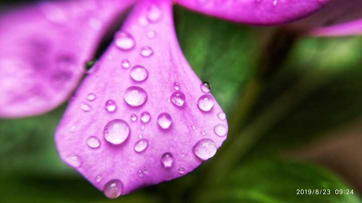pink flower with water droplets