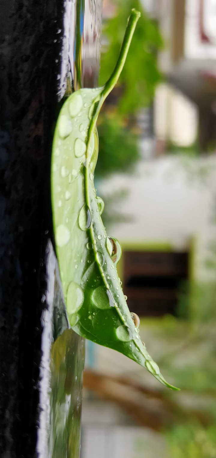 Leaf