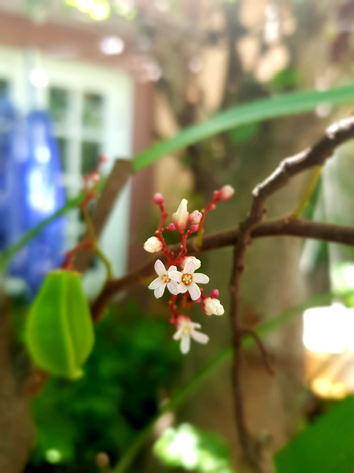 Hoa khế