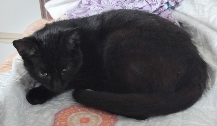 cat