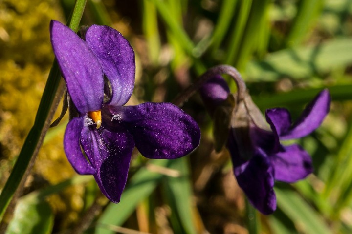 small purple flowers