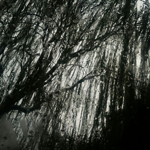 weeping willow