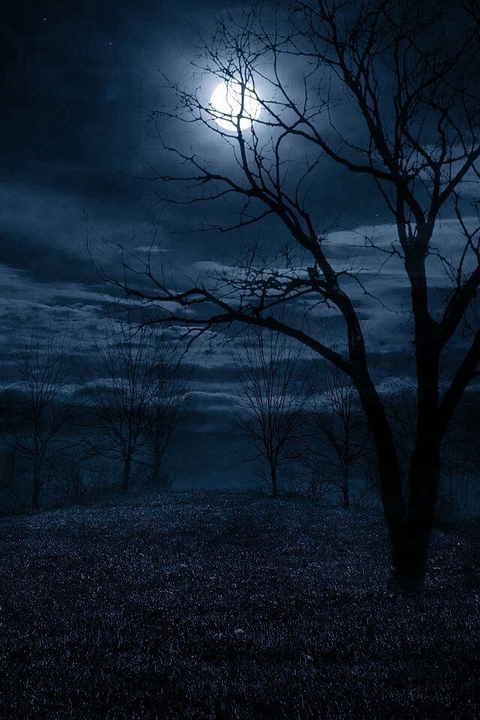 black, branch wallpapers