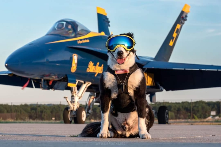 Blu angels dog