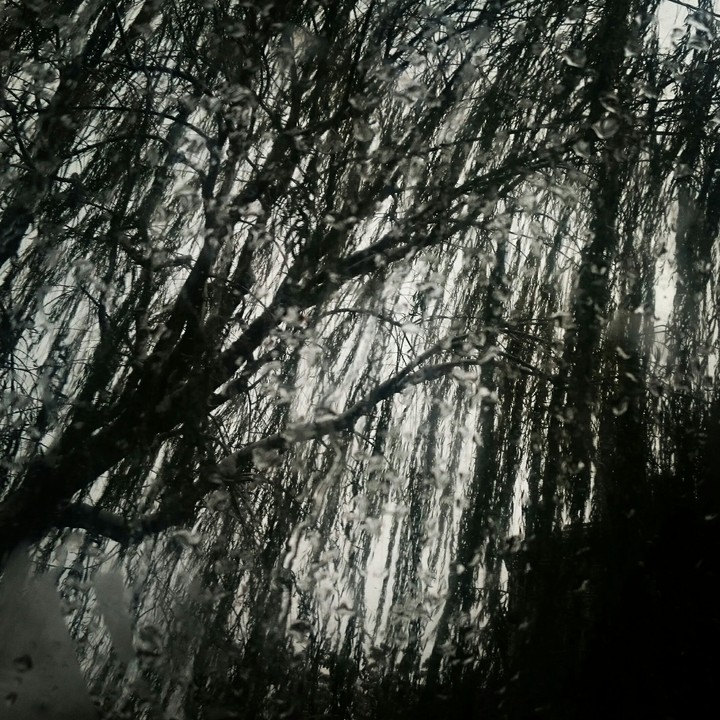 weeping willow