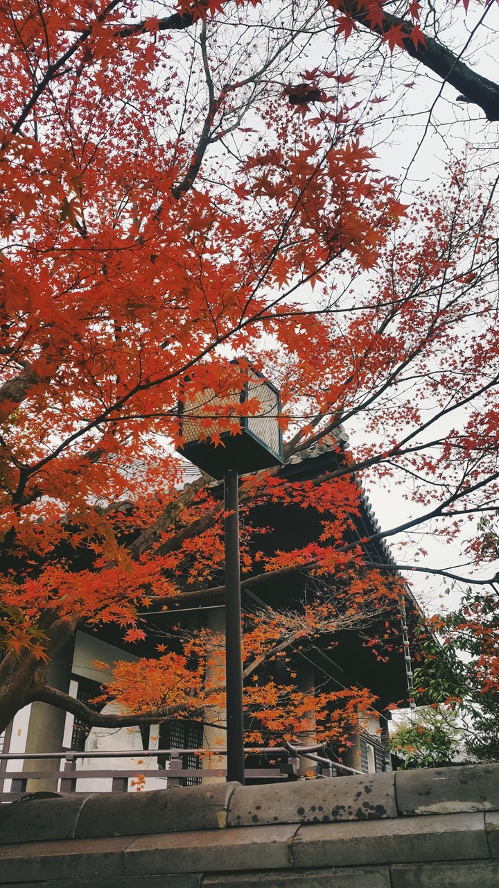 京都楓紅