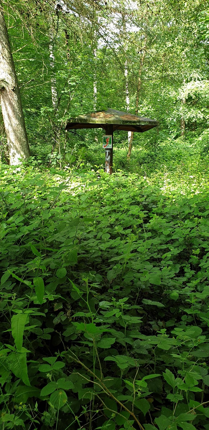 Wanderpilz