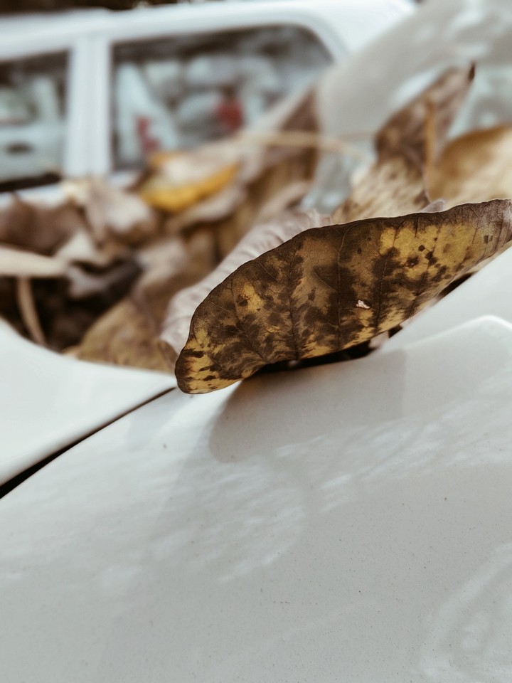 Dead Leaf