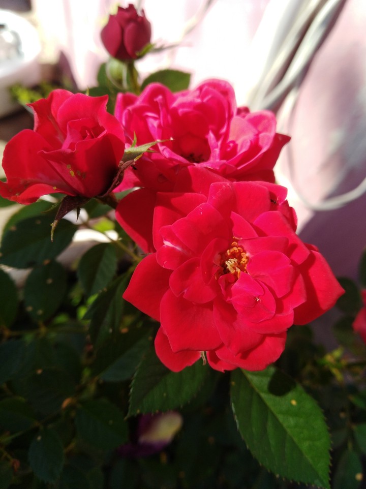 rosas