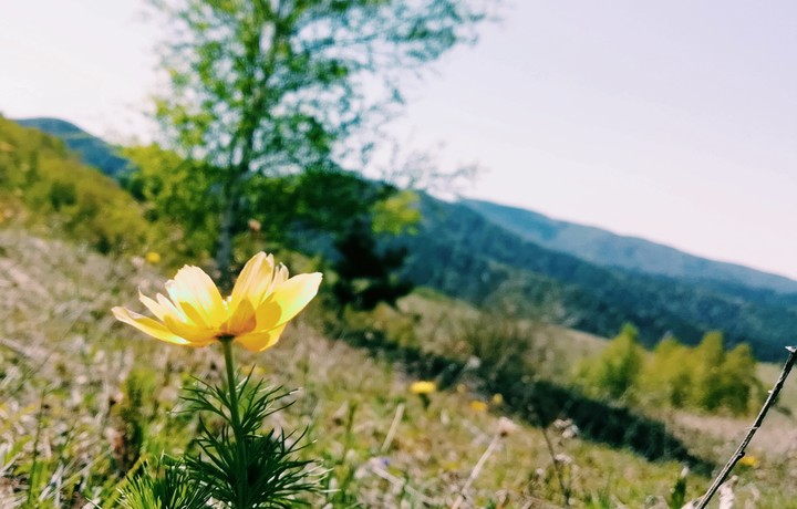 flowers)