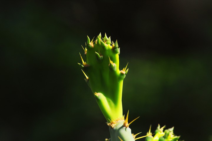 cactus