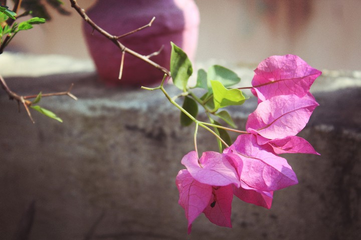 Pink Blossoms