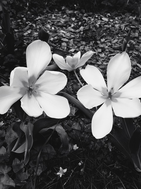 обои flower, monochrome