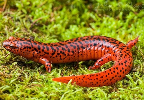 обои salamander, Tail
