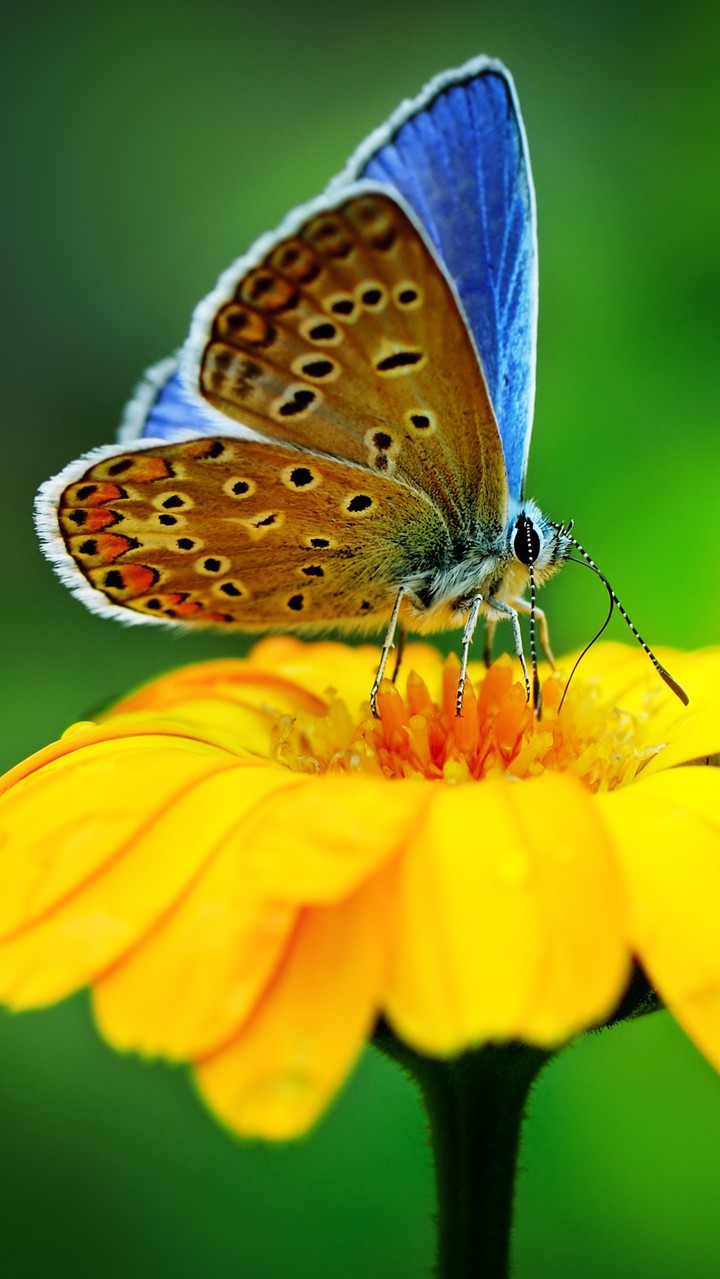 butterfly