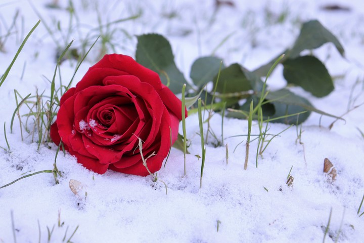 Rose