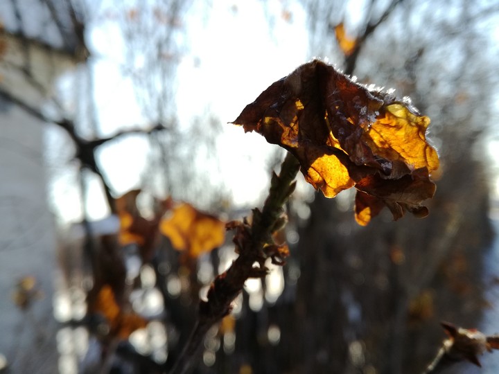 a piece of winter