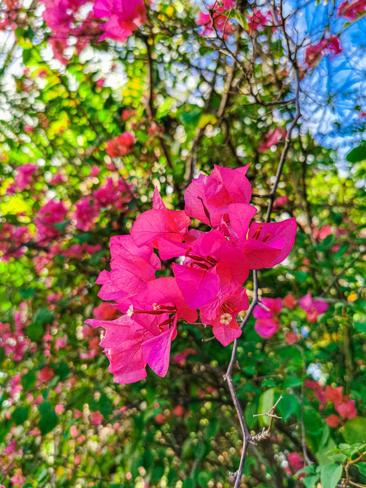 Bloom