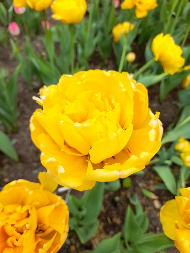 tulip