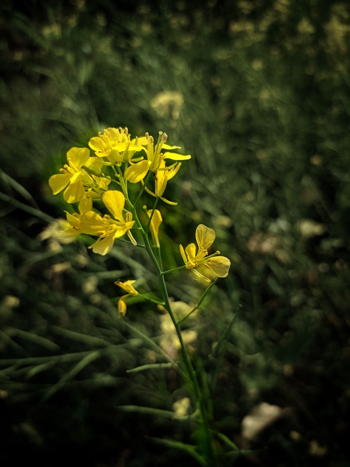 yellow