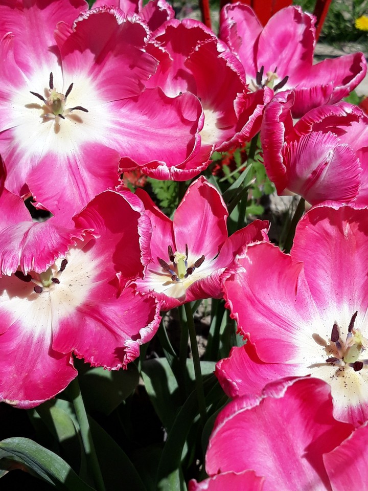 tulips
