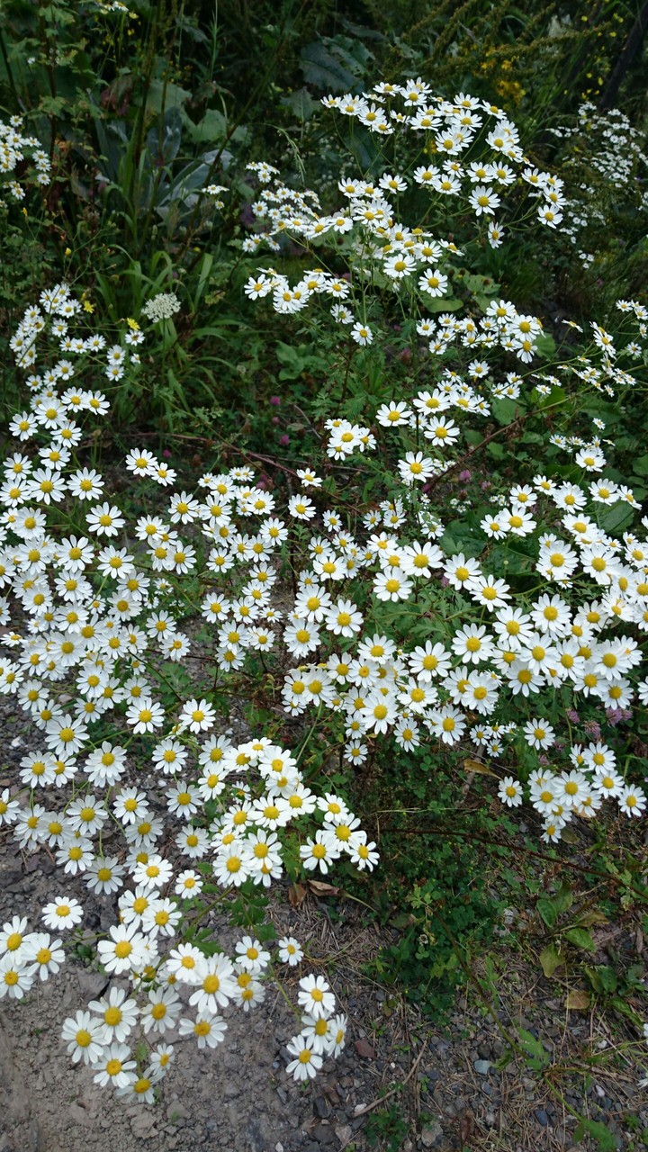 White flowers