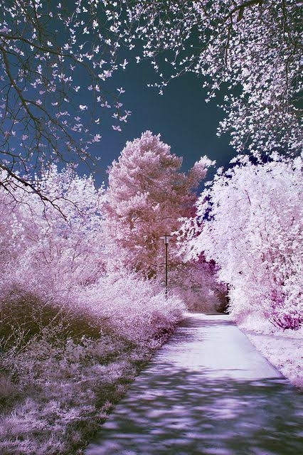 cherryblossoms
