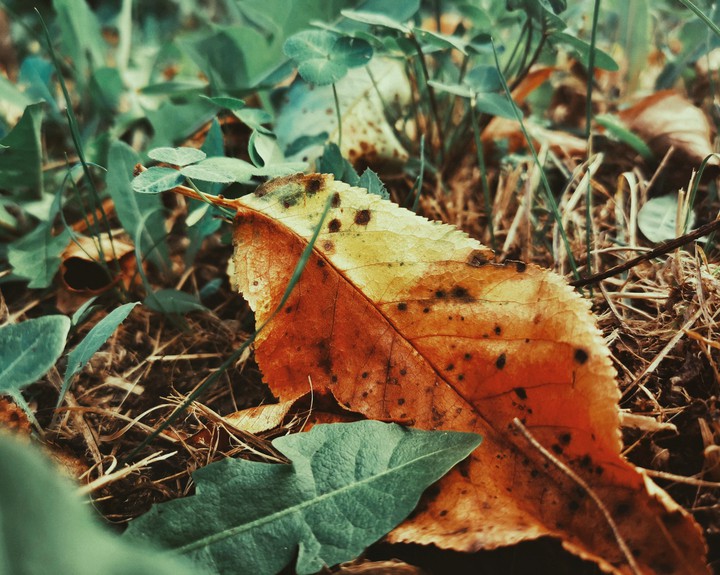 autumn decay