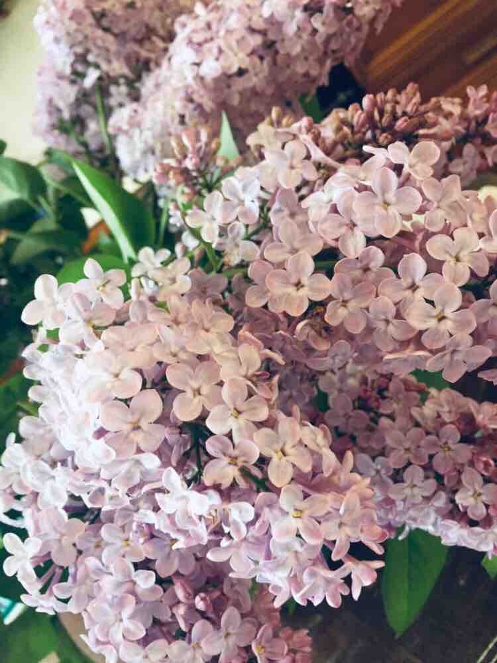 Wonderful lilac