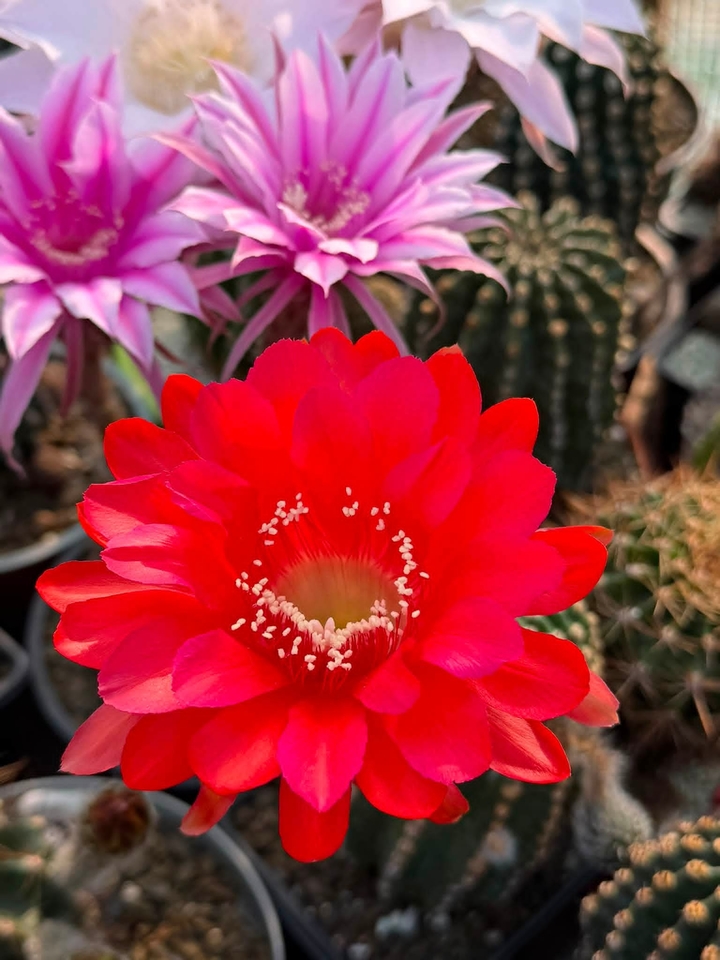 тапети petal, Cactus