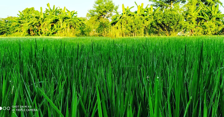 beautiful nature
