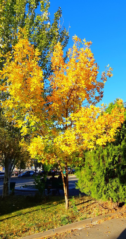 the yellow one?