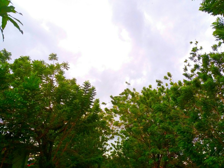 Trees