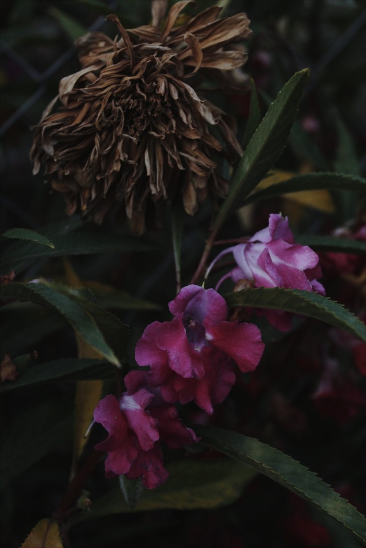 Flowers