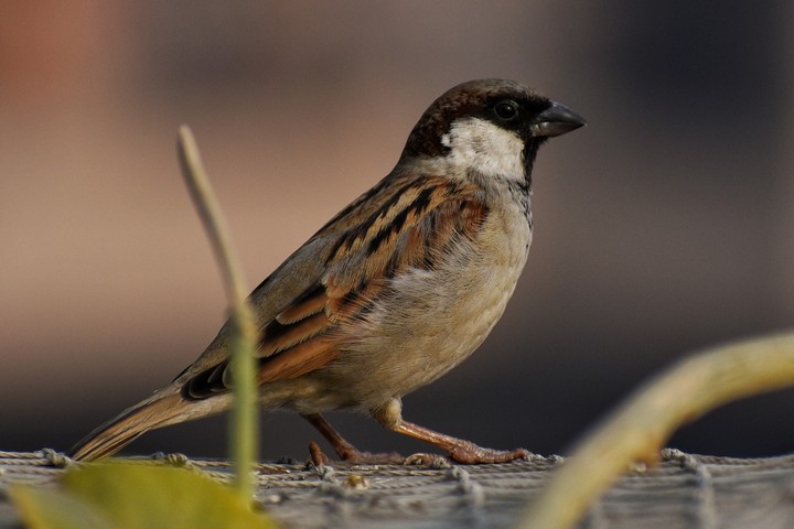 little sparrow
