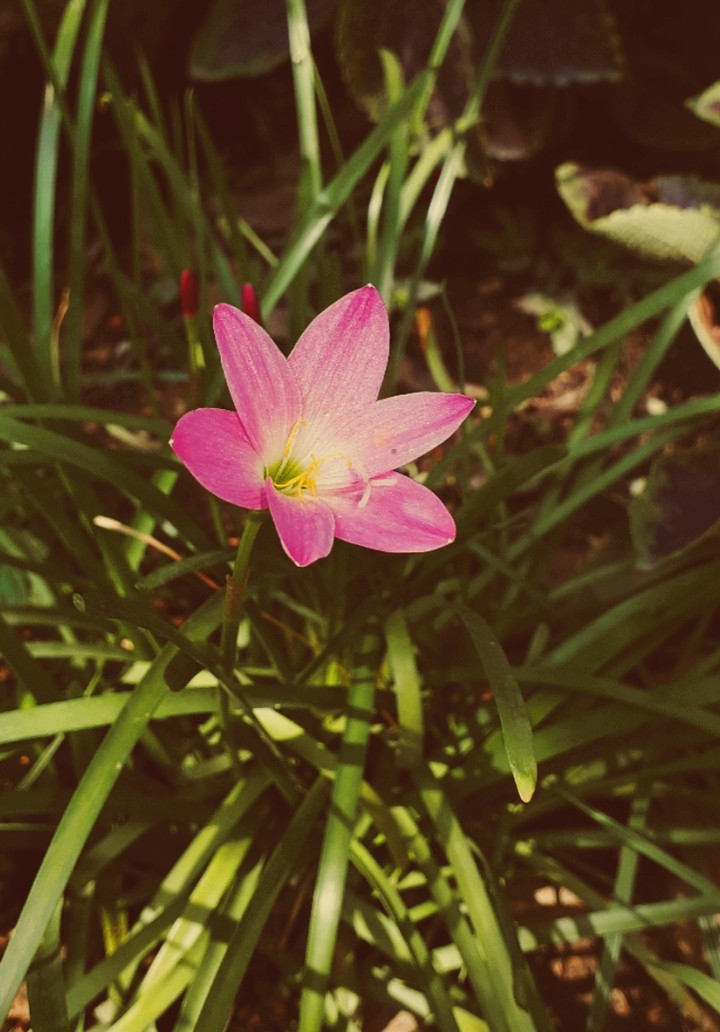Lilly